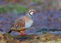 Red-legged Partridge - Alectoris rufa perched on a log.