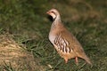 Red-legged partridge Alectoris rufa in profile Royalty Free Stock Photo