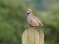 Red-legged partridge, Alectoris rufa Royalty Free Stock Photo