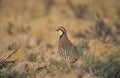 Red-legged partridge, Alectoris rufa, Royalty Free Stock Photo