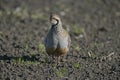 Red-legged partridge, Alectoris rufa,