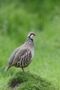 Red-legged partridge, Alectoris rufa Royalty Free Stock Photo