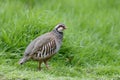 Red-legged partridge, Alectoris rufa Royalty Free Stock Photo