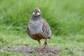 Red-legged partridge, Alectoris rufa Royalty Free Stock Photo