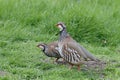 Red-legged partridge, Alectoris rufa Royalty Free Stock Photo