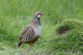 Red-legged partridge, Alectoris rufa Royalty Free Stock Photo