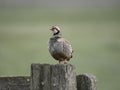 Red-legged partridge, Alectoris rufa Royalty Free Stock Photo