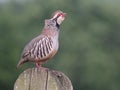 Red-legged partridge, Alectoris rufa Royalty Free Stock Photo