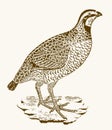 Rock partridge, alectoris graeca sitting on a rocky ground