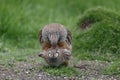 Red-legged partridge, Alectoris rufa Royalty Free Stock Photo