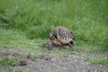 Red-legged partridge, Alectoris rufa Royalty Free Stock Photo