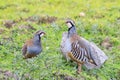 Red-legged Partridge - Alectoris rufa Royalty Free Stock Photo