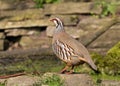 Red-legged Partridge - Alectoris rufa, Warwickshire