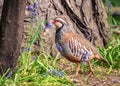 Red-legged Partridge - Alectoris rufa, Warwickshire Royalty Free Stock Photo