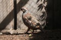 Red-legged partridge (Alectoris rufa). Royalty Free Stock Photo