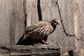 Red-legged partridge (Alectoris rufa). Royalty Free Stock Photo