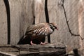 Red-legged partridge (Alectoris rufa). Royalty Free Stock Photo