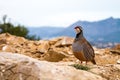 Red-legged partridge on the background of rocks of stones and the sea.