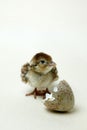 Red Legged Partridge Chick Royalty Free Stock Photo