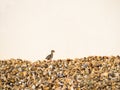 Red-legged partridge chick running on stones