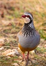 Red-legged Partridge Royalty Free Stock Photo