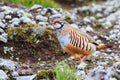Red legged partridge close up Royalty Free Stock Photo