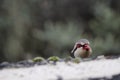 Red-legged partridge at the edge of a road.