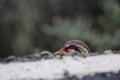 Red-legged partridge at the edge of a road.