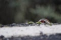 Red-legged partridge at the edge of a road.