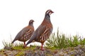 Red-legged Partridge in Madeira Royalty Free Stock Photo
