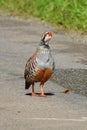 Red legged partridge on road Royalty Free Stock Photo