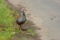 Red legged partridge at road side