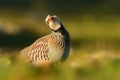 Red-legged Partridge & x28;Alectoris rufa& x29; Royalty Free Stock Photo