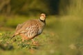 Red-legged Partridge & x28;Alectoris rufa& x29; Royalty Free Stock Photo