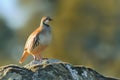 Red-legged Partridge & x28;Alectoris rufa& x29; Royalty Free Stock Photo