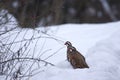 Red-legged Partridges (Alectoris rufa) in the snow Royalty Free Stock Photo