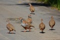 Red legged partridges on country road Royalty Free Stock Photo