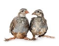 Red-legged partridges in studio