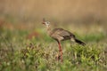 Red-legged seriema, Cariama cristata