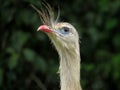 Red-legged Seriema Cariama cristata - Siriema Typical bird of Brazil`s cerrados. It reaches an average height of 70 centimeters Royalty Free Stock Photo