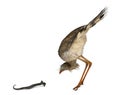 Red-legged Seriema or Crested Cariama, Cariama cristata