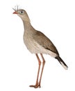 Red-legged Seriema or Crested Cariama, Cariama cristata Royalty Free Stock Photo