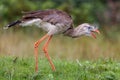 A red legged seriema dines on a fish head