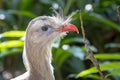 Red-Legged Seriema Profile