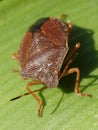 Red-legged Shieldbug aka Forest Bug Pentatoma rufipes