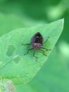 Red-legged Shieldbug aka Forest Bug Pentatoma rufipes