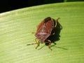 Red-legged Shieldbug aka Forest Bug Pentatoma rufipes