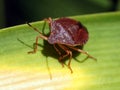Red-legged Shieldbug aka Forest Bug Pentatoma rufipes