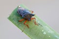 Red-legged Shieldbug, Pentatoma rufipes