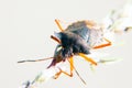 Red-legged shieldbug Royalty Free Stock Photo